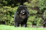 CHOW CHOW 617